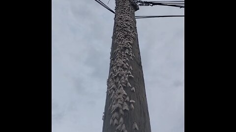 Invasión de polillas sorprende a un pueblo en Siberia