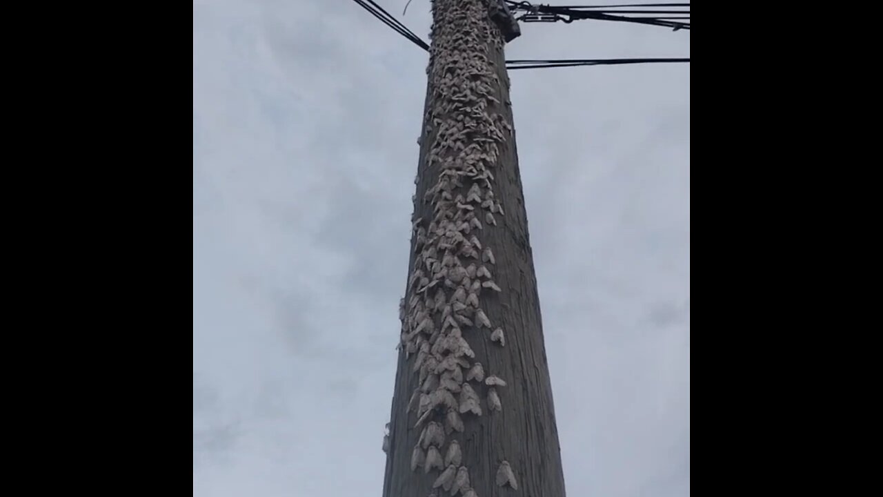 Invasión de polillas sorprende a un pueblo en Siberia