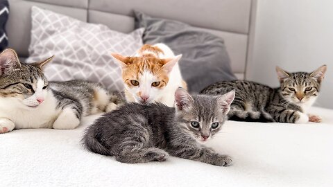 Funny Cats Confused by a Tiny Kitten