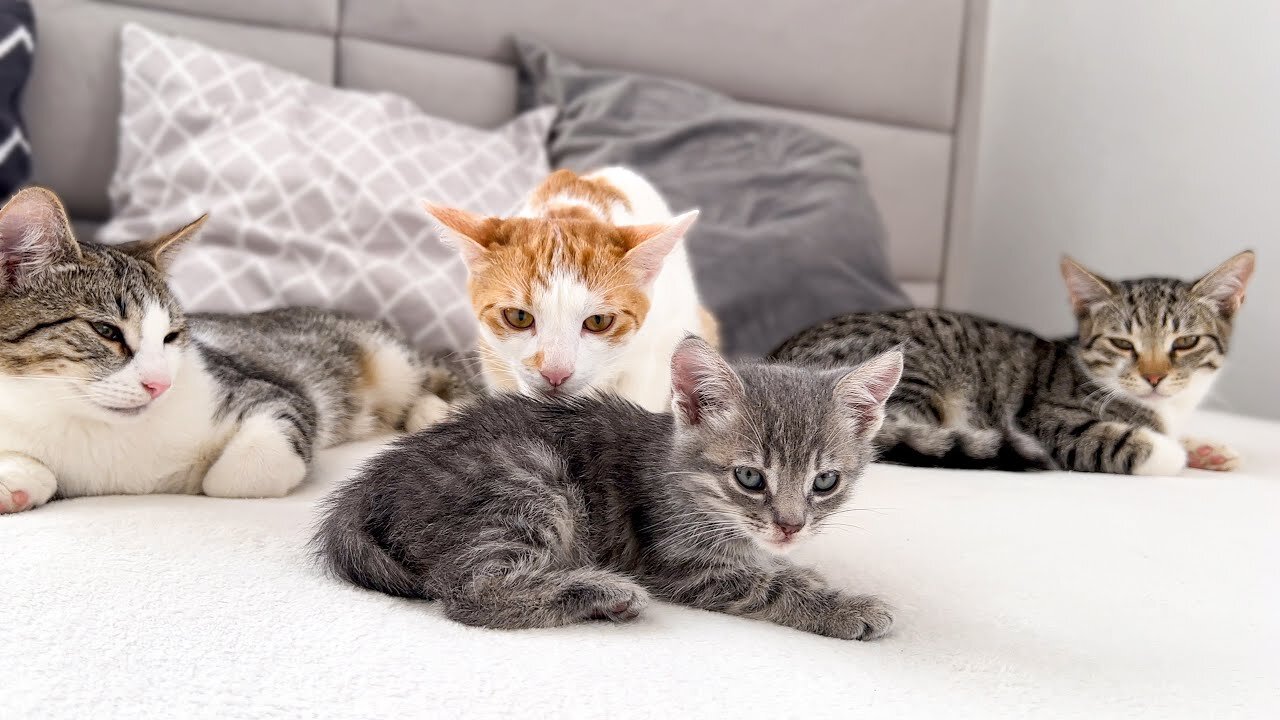 Funny Cats Confused by a Tiny Kitten