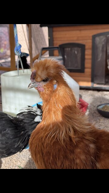 Silkie and Polish chicken babies