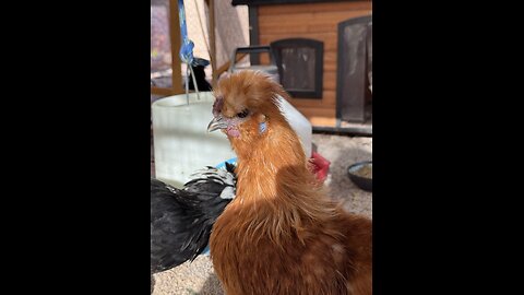 Silkie and Polish chicken babies