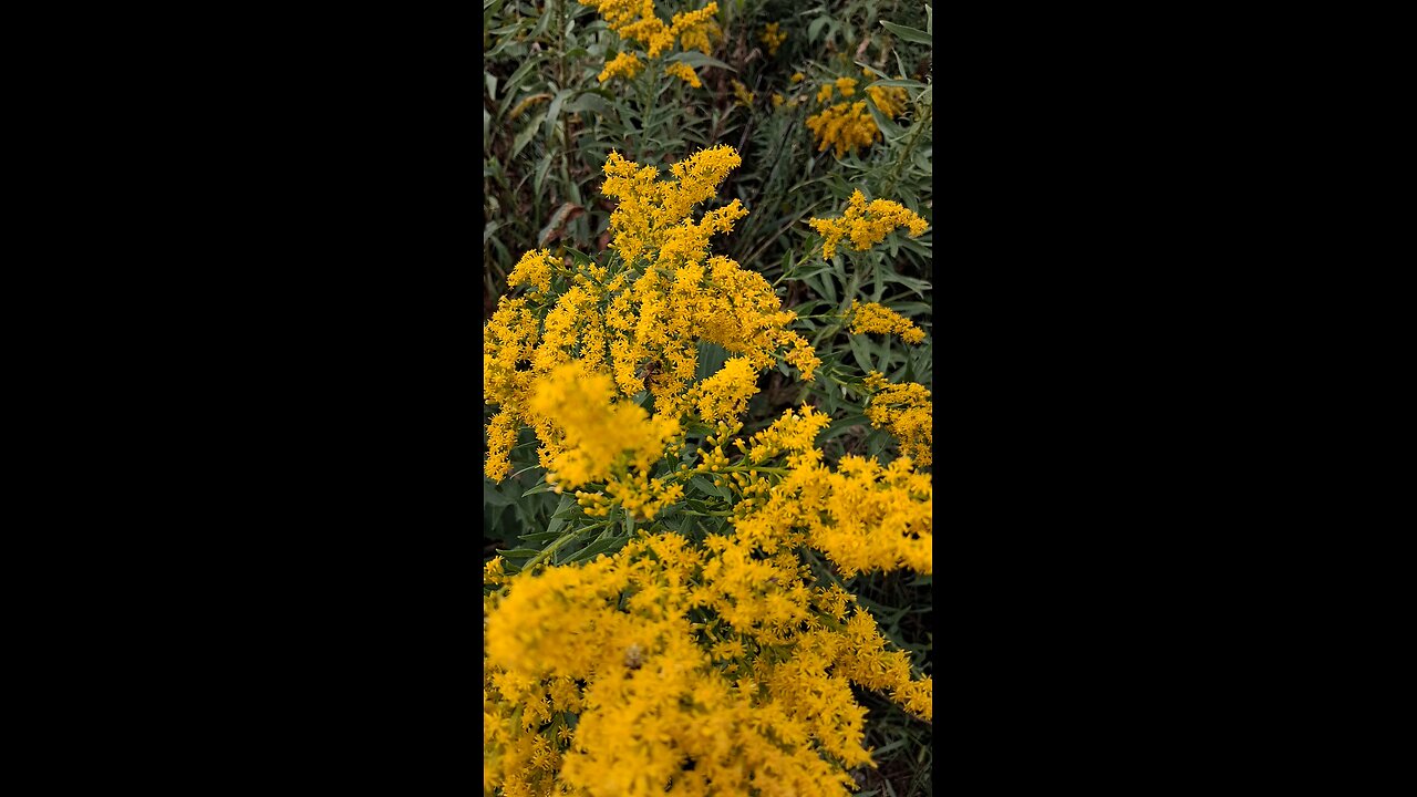 bugs collecting pollen part 2