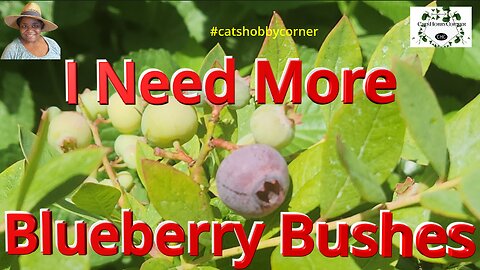 I Need More Blueberry Bushes - #catshobbycorner #blueberry
