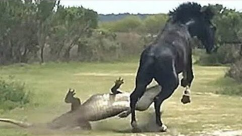 C'est Pourquoi Le Cheval s'est Vengé du Crocodile, Les 4 Batailles les Plus Féroces !!