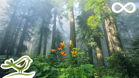10 hours of relaxing music for good sleep Stress relief music, soothing music, insomnia