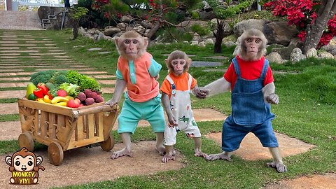 A happy week of baby monkey Yumy when cared for by YiYi and YinYin