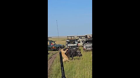 Lions Hunting Large Bull Cape Buffalo
