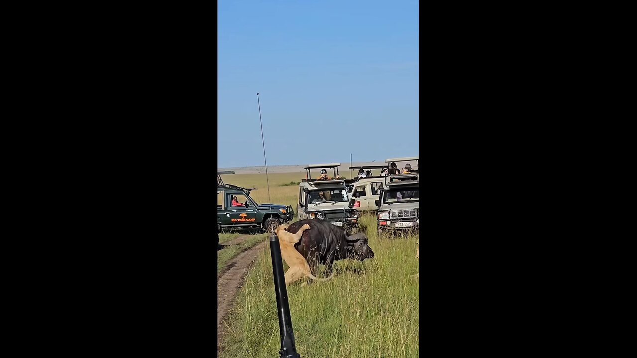 Lions Hunting Large Bull Cape Buffalo