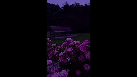 quiet life