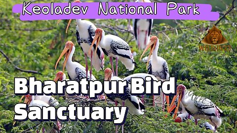 Keoladev National Park Tour | BharatpurBird Sanctuary | Complete Travel Guide | Rajasthan Tourism