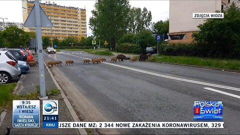 TVN24 Polska i Świat Miejska dzicz 19-05-2021