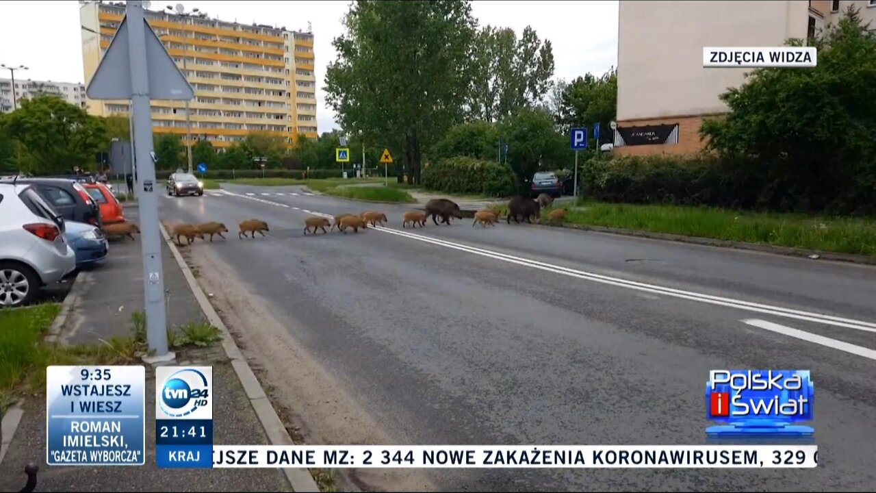 TVN24 Polska i Świat Miejska dzicz 19-05-2021