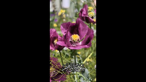 🔥 Surah Ibrahim 14:24 سورة إبراهيم 🌳🌤 #Quran #shorts #viral #love #youtubeshorts #trending #short