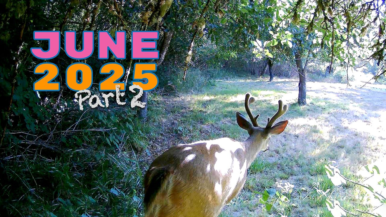 2025 June Trail Camera Part 2