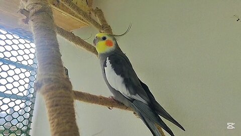 This Cockatiel can't sing.But Screaming Loudly