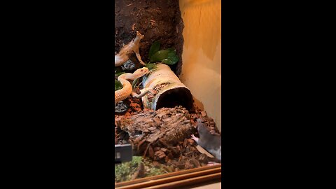 crazy bite from a snake