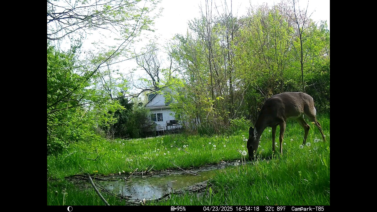 Deer Cam 04-23-2025