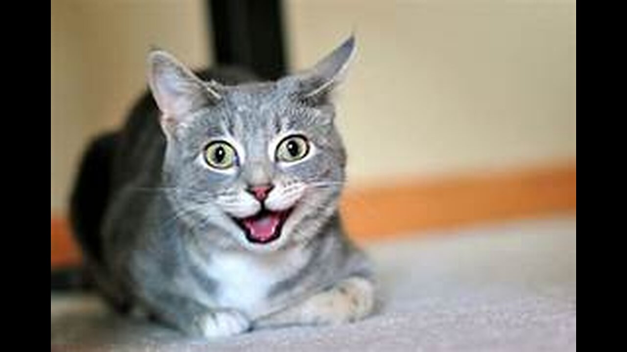 Funny and Cute Cats Collection - Part 41