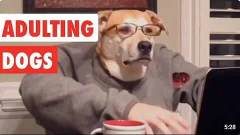 Adulting Dogs | Funny Dog Video Compilation----ss
