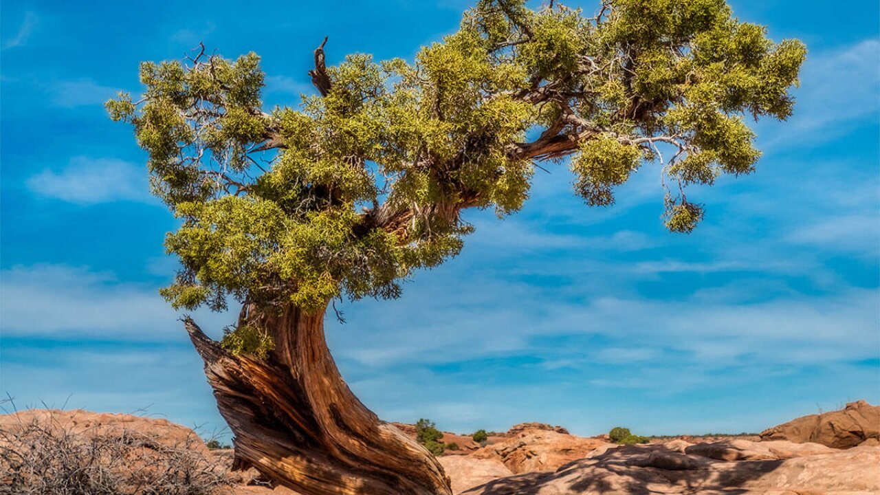 👑 1 Kings 19 👑