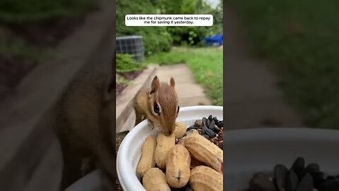 A little chipmunk got mixed up in the net and hes very lucky people found him