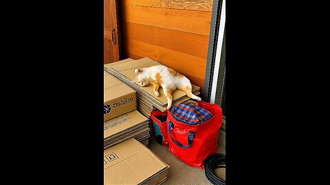This Cat Chose the Weirdest Bed