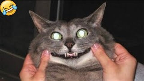 “Funny Cats Making Humans Laugh All Day”