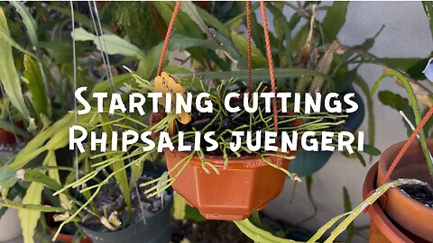 Starting Cuttings of Rhipsalis juengeri
