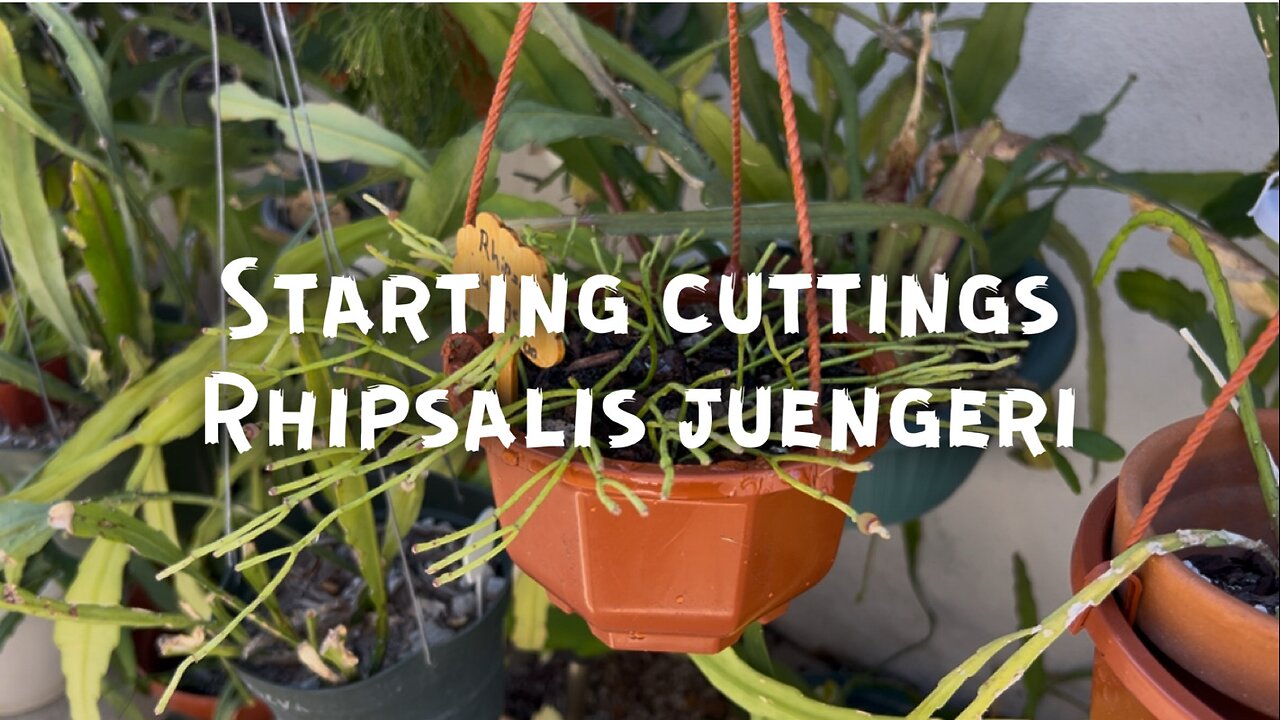 Starting Cuttings of Rhipsalis juengeri