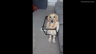 Dog Trapped Inside Coffee Table Accepts Fate While Owner Is In Meetings