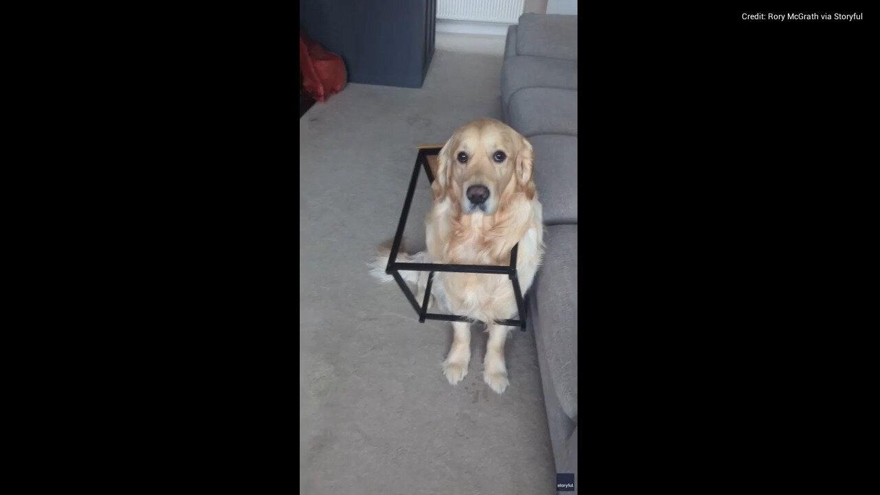 Dog Trapped Inside Coffee Table Accepts Fate While Owner Is In Meetings
