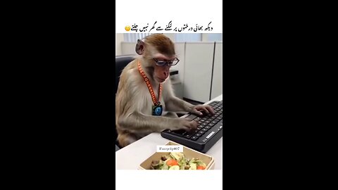 Funny monkey typing video for kids 😄
