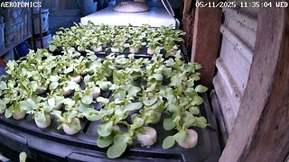 Aeroponics Timelapse Ending 30-11-2025