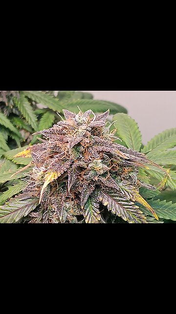 Mimosa Cake week 13 day 1