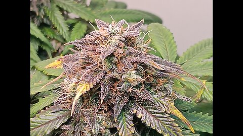 Mimosa Cake week 13 day 1