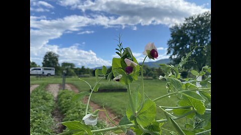 Pea Harvest and growing
