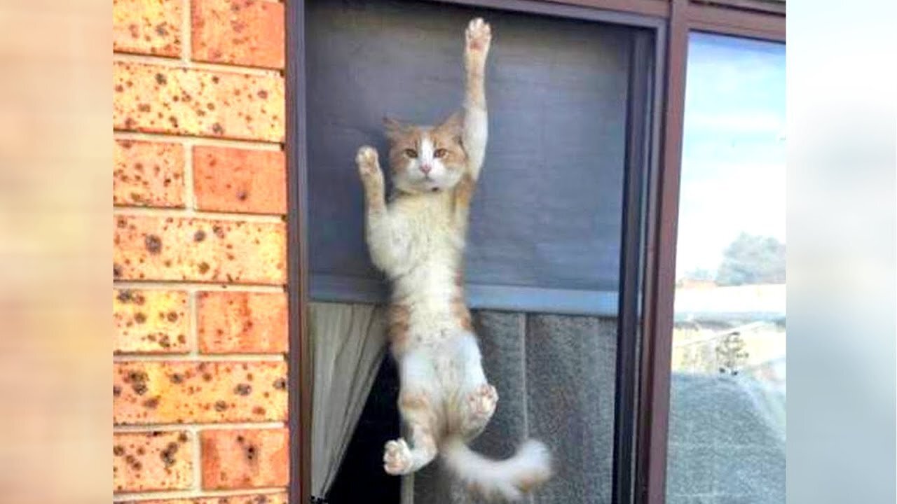 CATS rule when it comes to FUNNINESS!