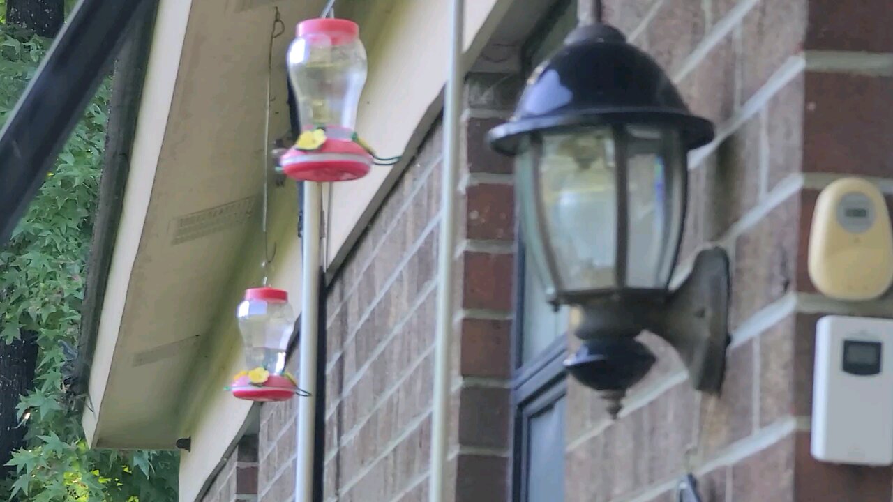 Hummingbird !!