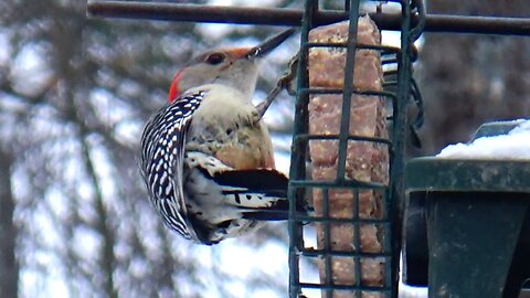Red-bellied woodpecker