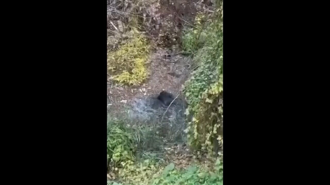 «Why did you climb up there, you idiot? Get out or drown...