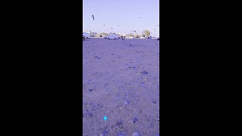 Visit Antuan.pro How many birds flying, who can count?