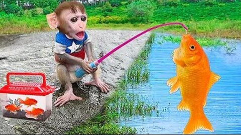 Baby Monkey Chu Chu Goes Fishing By The Stream And Eats Fruit With Puppies In Garden