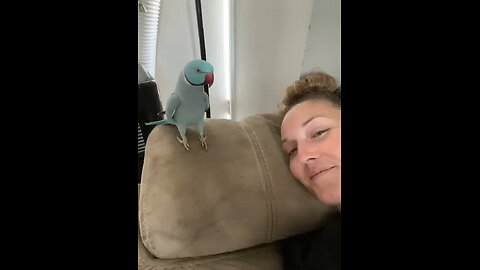 lovely parrot