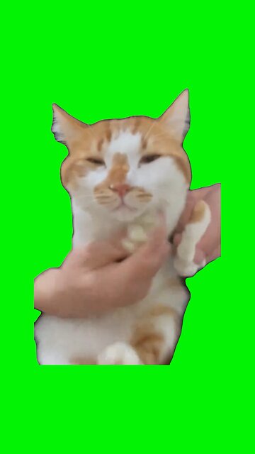 Cat Dancing to Mickey Mouse Clubhouse | Green Screen #cat #cats #dancing #mickeymouseclubhouse #fyp