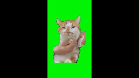 Cat Dancing to Mickey Mouse Clubhouse | Green Screen #cat #cats #dancing #mickeymouseclubhouse #fyp
