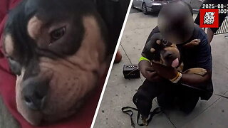 NYPD reunite stolen dog with owner after being taken on the subway