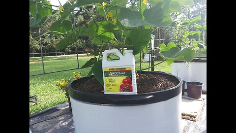 Our New Cucumber Fertilizer 8/10/25