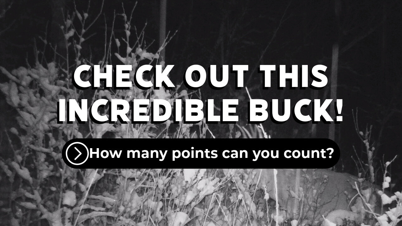 How Many Points Is This Buck?