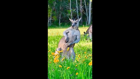 Animal shots video